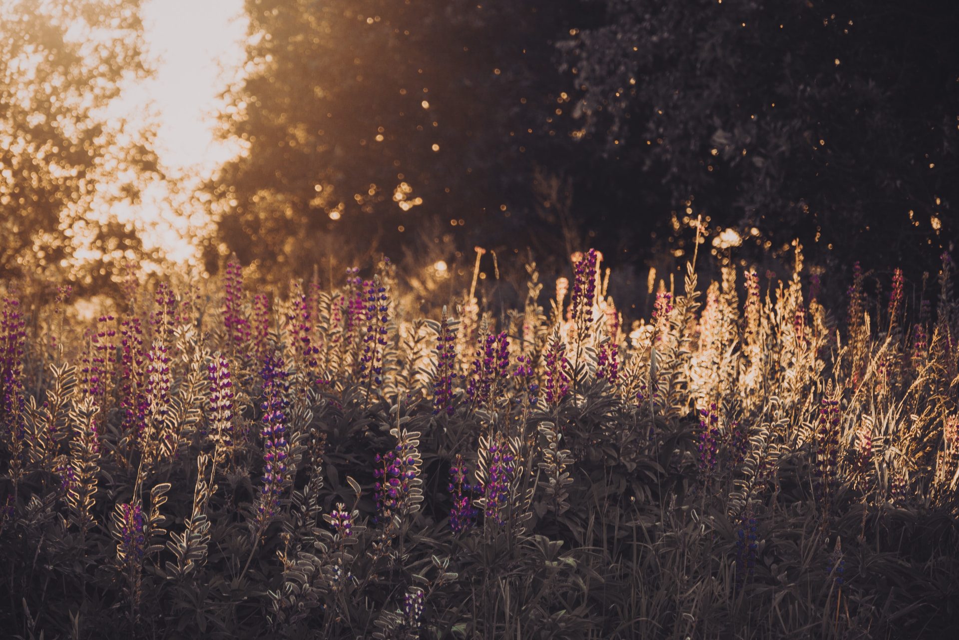 Purple lupin wildflowers in a summer field in warm evening light